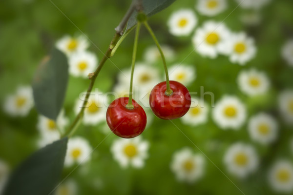 商业照片: 樱桃 ·场· 雏菊 ·花·树· 食品