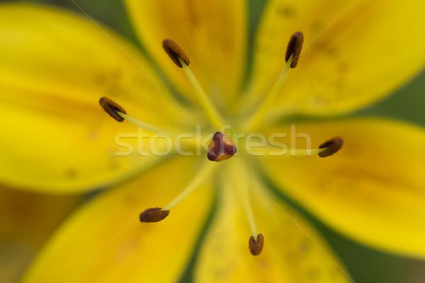 Macro shot of yellow lily flower  Stock photo © SelenaMay