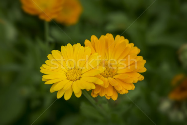 Paar oranje bloemen tuin gazon bloem Stockfoto © SelenaMay