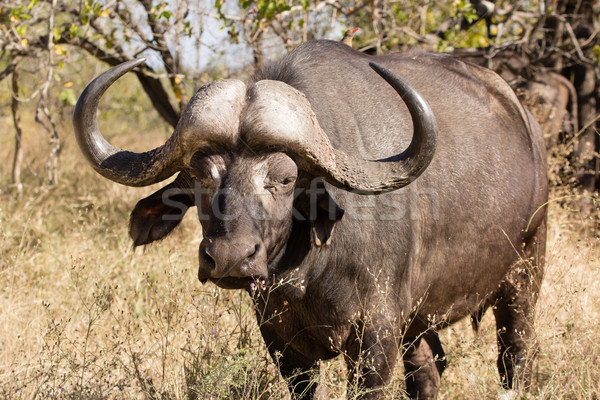 African buffalo bull Stock photo © serendipitymemories