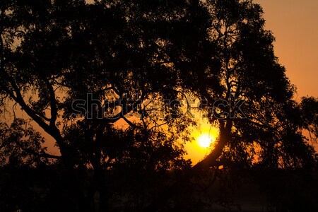 African sunset Stock photo © serendipitymemories