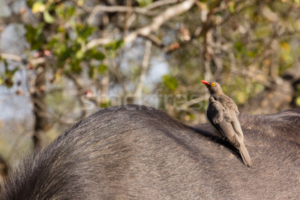 Red billed Oxpecker - Buphagus erythrorhynchus Stock photo © serendipitymemories