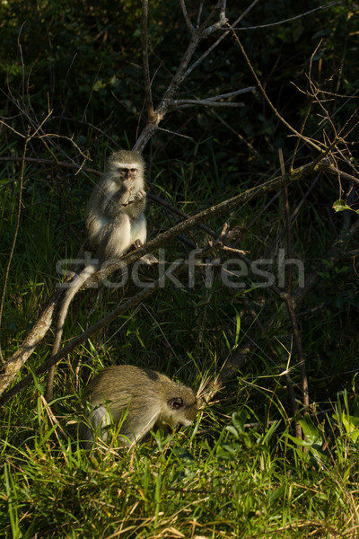 Vervet monkeys - Chlorocebus pygerythrus Stock photo © serendipitymemories