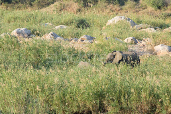 African elephant - Loxodonta africana Stock photo © serendipitymemories