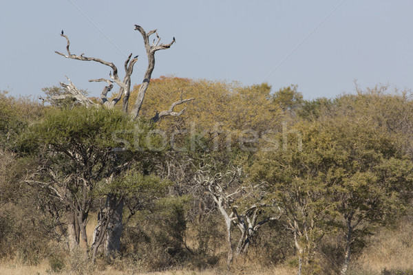 Afrcian bushveld landscape Stock photo © serendipitymemories
