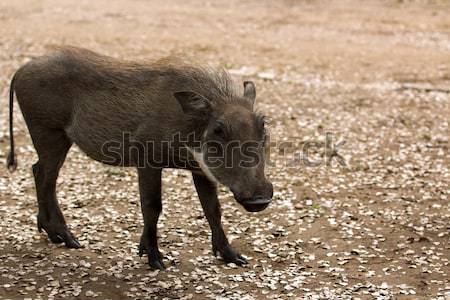 Juvinile warthog saw Stock photo © serendipitymemories