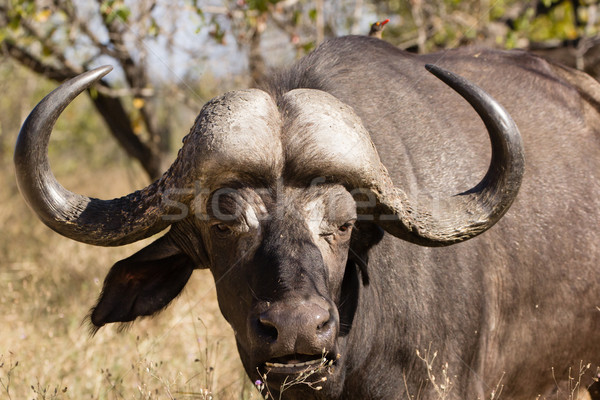 African buffalo bull Stock photo © serendipitymemories