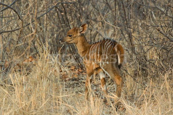 Nieuwe geboren jonge dier verborgen bush Stockfoto © serendipitymemories