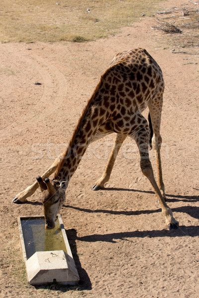 Stock photo: Girafe - Giraffa camelopardalis