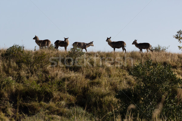 Herde stehen grasbewachsenen Gesicht Gras Tiere Stock foto © serendipitymemories