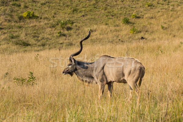 Greater Kudu - Tragelaphus strepsiceros Stock photo © serendipitymemories