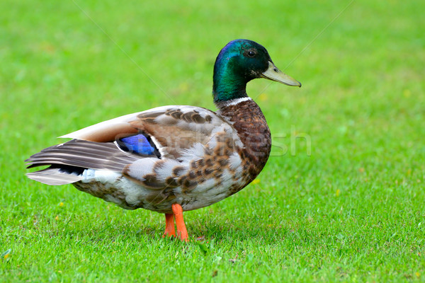 Multicolored wild duck Stock photo © Serg64