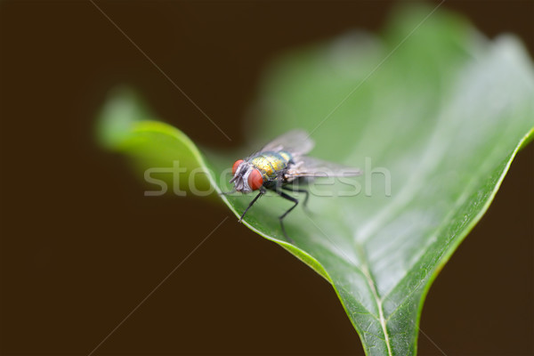 Large fly on a green leaf Stock photo © serg64