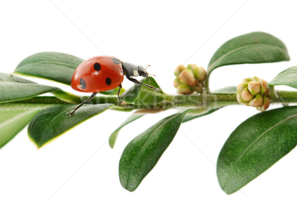 Stock photo: ladybird on green leaf 