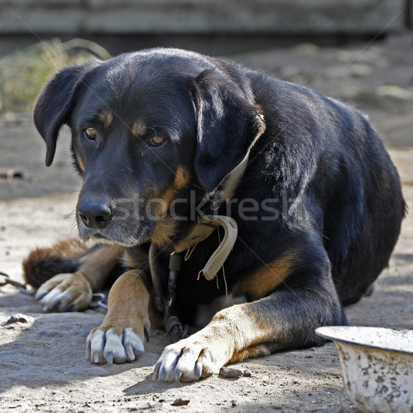 Big old dog on chain Stock photo © Serg64