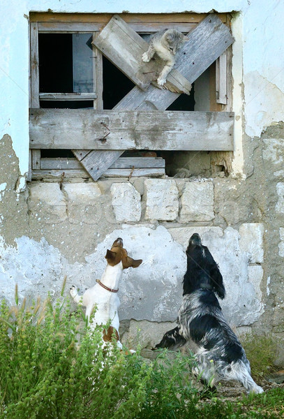Kettő kutyák üldözés macska ház barátok Stock fotó © serg64