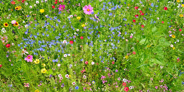 Flores silvestres verde pradera hierba naturaleza hoja Foto stock © serg64