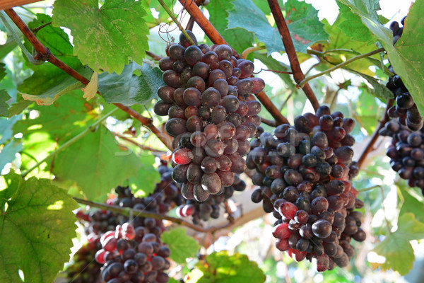 Bunches of grapes on the vine Stock photo © serg64