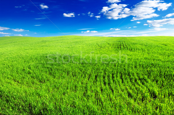 Wiosną dziedzinie Błękitne niebo trawy słońce zielone Zdjęcia stock © Serg64