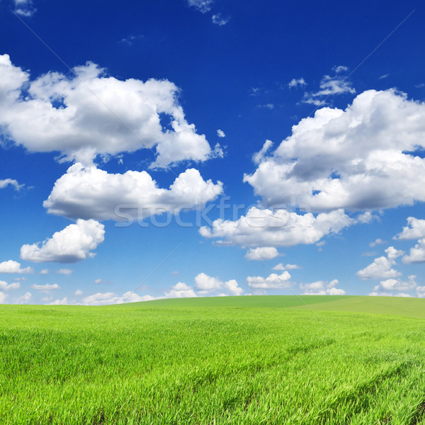 Foto d'archivio: Primavera · prato · bella · cielo · blu · cielo · nubi