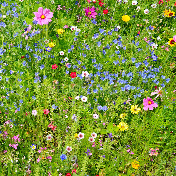 Stock photo: wild flowers on green meadow  