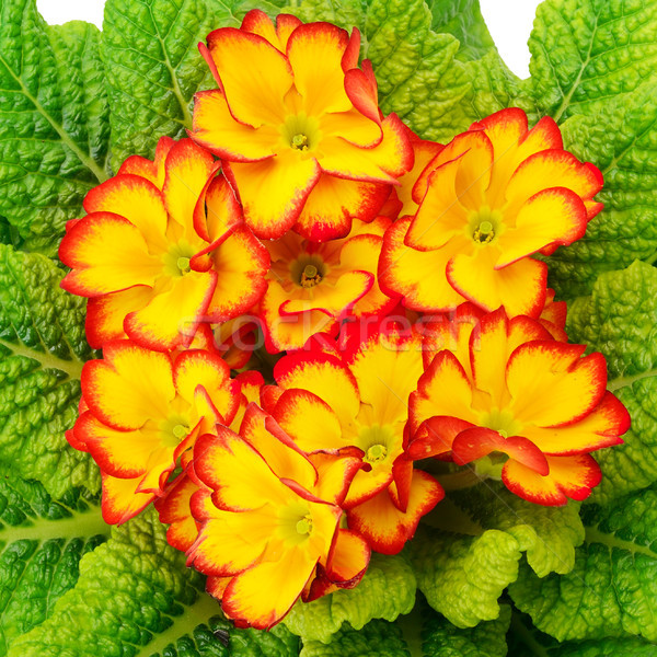Beautiful primula with green leaves Stock photo © serg64