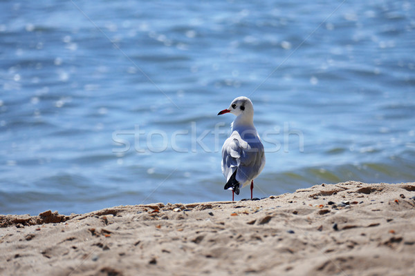 Seagull standing on the sand on the sea background. Stock photo © serg64