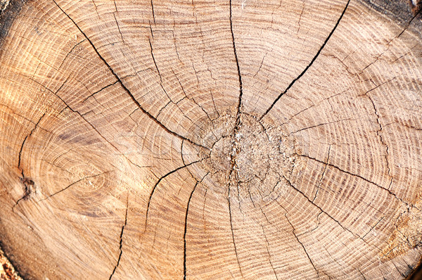 [[stock_photo]]: Bois · texture · arbre · bois · forêt · résumé