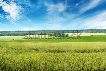 Campo di grano cielo blu nubi erba estate spazio Foto d'archivio © serg64