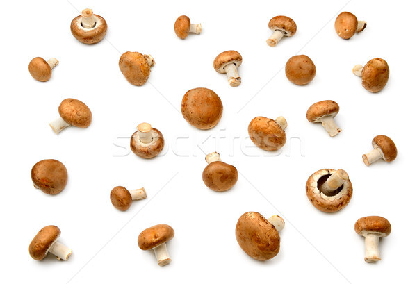Gyűjtemény champignon izolált fehér természet háttér Stock fotó © serg64