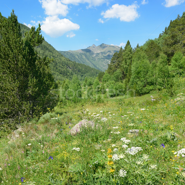 Beautiful meadow with flowers Stock photo © serg64