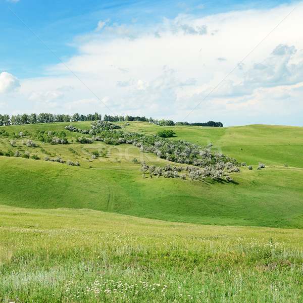 Mountainous terrain  Stock photo © serg64