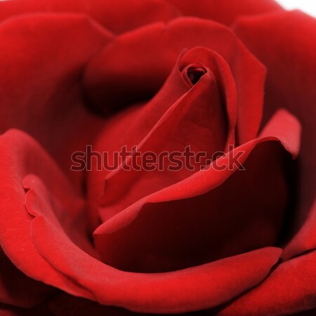 Belle Rose Red fleur rose soleil [[stock_photo]] © Serg64