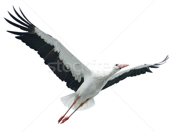 Flying stork Stock photo © Serg64