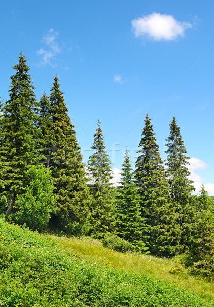 Mooie pine bomen bergen hemel boom Stockfoto © serg64