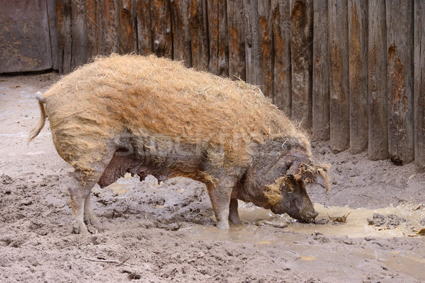 Felnőtt koszos disznó disznóól haj anya Stock fotó © Serg64