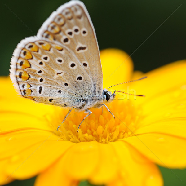 Zdjęcia stock: Piękna · Motyl · żółty · kwiat · wiosną · lata · pomarańczowy