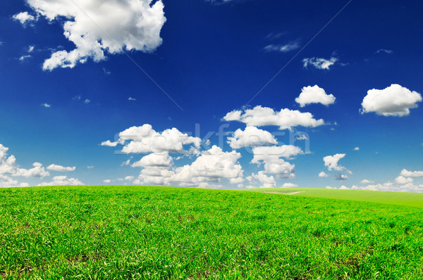 field and sky Stock photo © Serg64