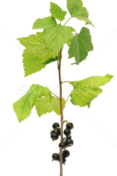 黑色    黑醋栗    孤立    白    性质    叶 / black currant
