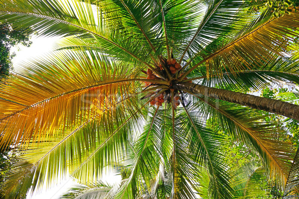 coconut tree background Stock photo © serg64