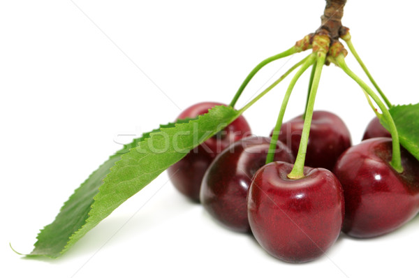 sweet cherries Stock photo © Serg64