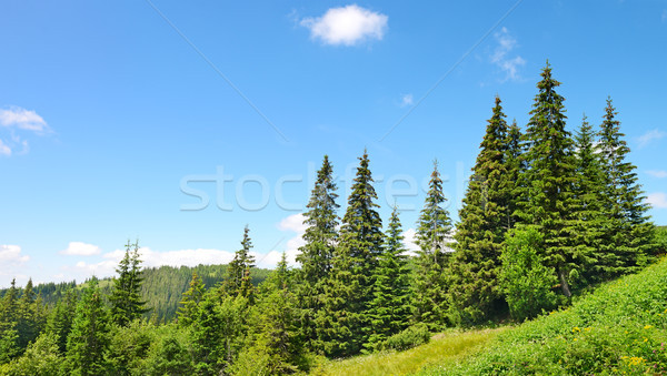 Beautiful pine trees Stock photo © serg64