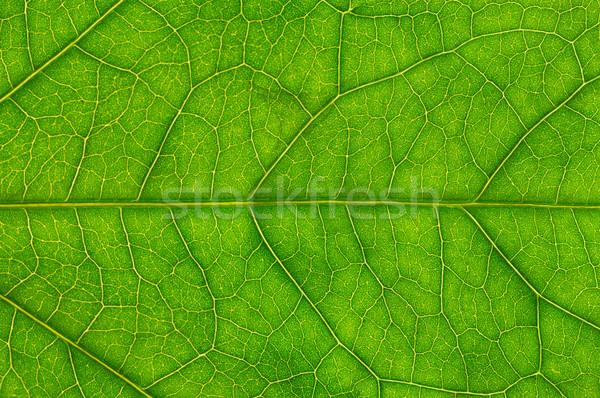 Leaf of a plant Stock photo © Serg64
