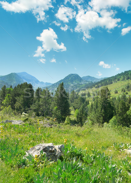 Foto stock: Belo · pinho · árvores · alto · montanhas · árvore