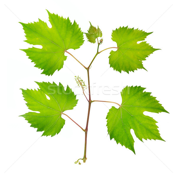 fresh grape leaves Stock photo © serg64