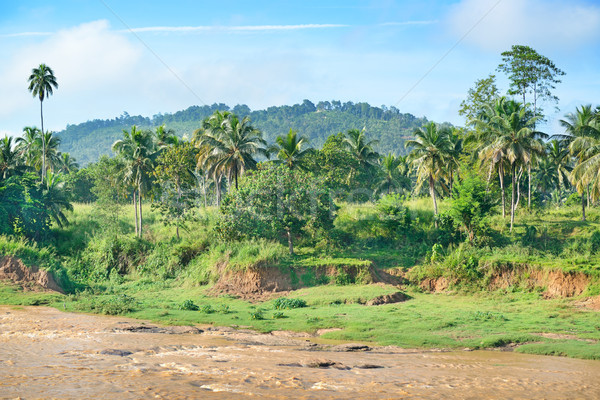 Equatorial forest near the river. Stock photo © serg64