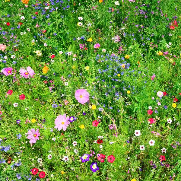 Flores silvestres hierba jardín fondo verano verde Foto stock © Serg64
