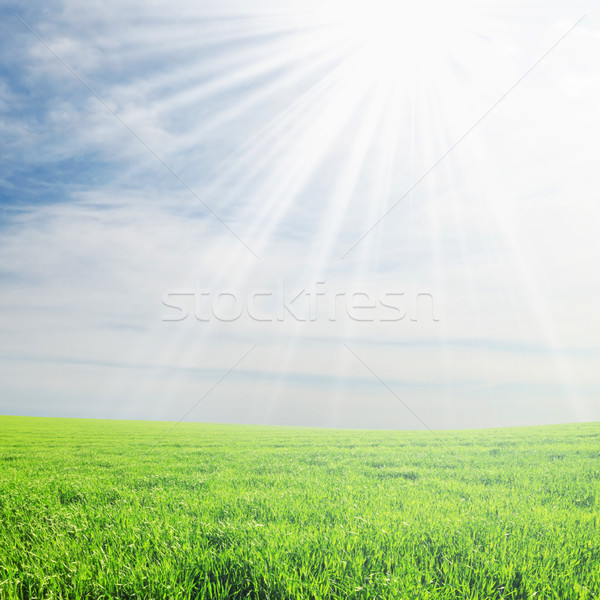field and sun Stock photo © Serg64