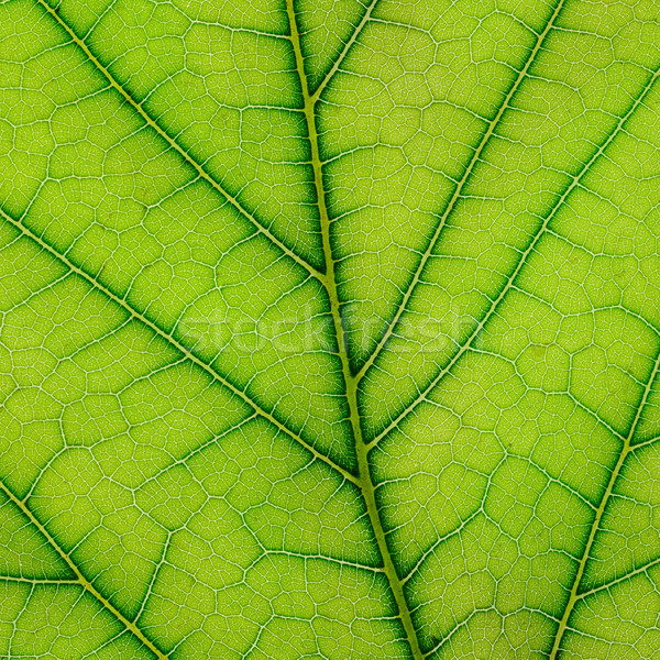fresh leaf Stock photo © serg64