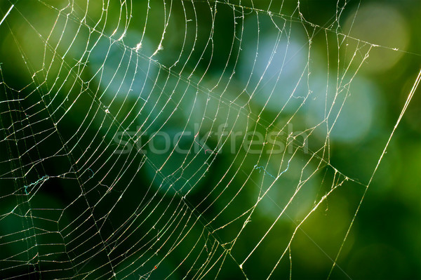 Teia de aranha turva folhas verdes atravessar rede aranha Foto stock © serg64